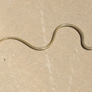 Delma inornata at Yass River, NSW - 16 Jan 2021