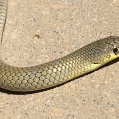 Delma inornata at Yass River, NSW - 16 Jan 2021