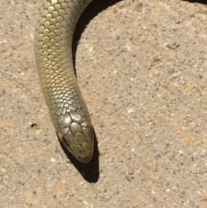 Delma inornata at Yass River, NSW - 16 Jan 2021