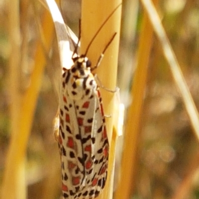 Utetheisa pulchelloides (Heliotrope Moth) at Mitchell, ACT - 18 Jan 2021 by trevorpreston