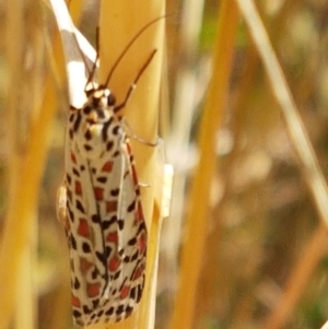 Utetheisa pulchelloides at Mitchell, ACT - 18 Jan 2021 11:07 AM