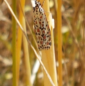 Utetheisa pulchelloides at Mitchell, ACT - 18 Jan 2021