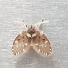 Psychodidae sp. (family) (Moth Fly, Drain Fly) at Sullivans Creek, Lyneham South - 17 Jan 2021 by trevorpreston