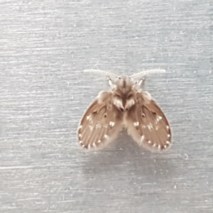 Psychodidae sp. (family) at Lyneham, ACT - 18 Jan 2021 09:46 AM