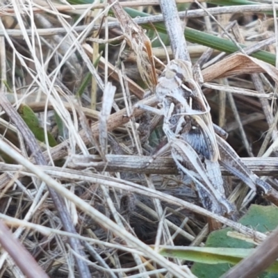 Oedaleus australis (Australian Oedaleus) at Crace Grasslands - 17 Jan 2021 by tpreston