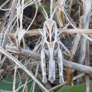 Oedaleus australis at Mitchell, ACT - 18 Jan 2021