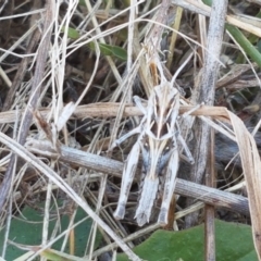 Oedaleus australis at Mitchell, ACT - 18 Jan 2021