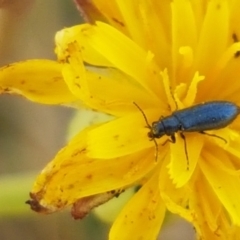 Dasytinae (subfamily) (Soft-winged flower beetle) at Crace Grasslands - 17 Jan 2021 by trevorpreston