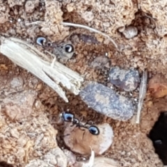 Monomorium sp. (genus) (A Monomorium ant) at Crace Grasslands - 17 Jan 2021 by tpreston