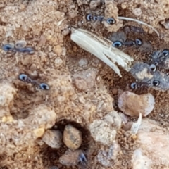 Monomorium sp. (genus) at Mitchell, ACT - 18 Jan 2021