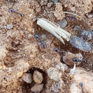 Monomorium sp. (genus) at Mitchell, ACT - 18 Jan 2021