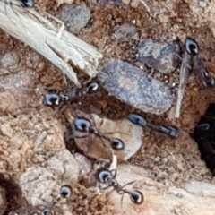 Monomorium sp. (genus) at Mitchell, ACT - 18 Jan 2021 10:20 AM