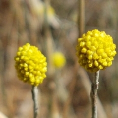 Calocephalus citreus (Lemon Beauty Heads) at Mitchell, ACT - 17 Jan 2021 by tpreston