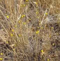 Calocephalus citreus at Mitchell, ACT - 18 Jan 2021 10:22 AM