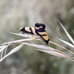 Olbonoma triptycha (Chezela Group) at Googong, NSW - 14 Jan 2021 by Wandiyali