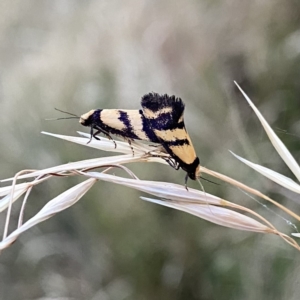 Olbonoma triptycha at Googong, NSW - 14 Jan 2021