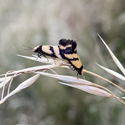 Olbonoma triptycha (Chezela Group) at Googong, NSW - 13 Jan 2021 by Wandiyali