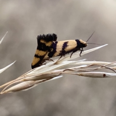 Olbonoma triptycha at Googong, NSW - 14 Jan 2021 06:12 AM