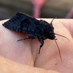 Neumichtis nigerrima (Black Turnip Moth) at QPRC LGA - 18 Jan 2021 by Wandiyali