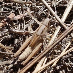 Caledia captiva (grasshopper) at Crace Grasslands - 17 Jan 2021 by tpreston