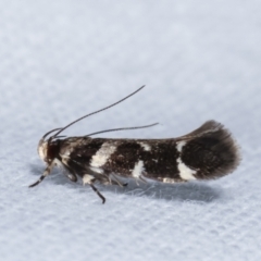 Macrobathra (genus) (A Cosmet moth (Cosmopteriginae) at Melba, ACT - 5 Jan 2021 by kasiaaus