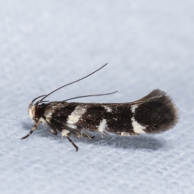 Macrobathra (genus) (A cosmet moth) at Melba, ACT - 5 Jan 2021 by kasiaaus