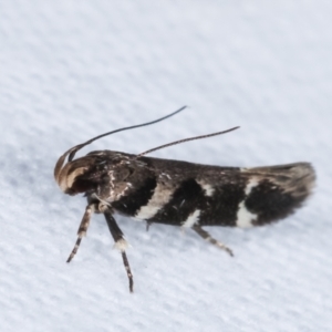 Macrobathra (genus) at Melba, ACT - 5 Jan 2021 11:15 PM