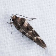 Macrobathra (genus) at Melba, ACT - 5 Jan 2021