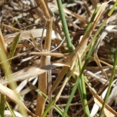 Acrida conica (Giant green slantface) at Crace Grasslands - 17 Jan 2021 by tpreston