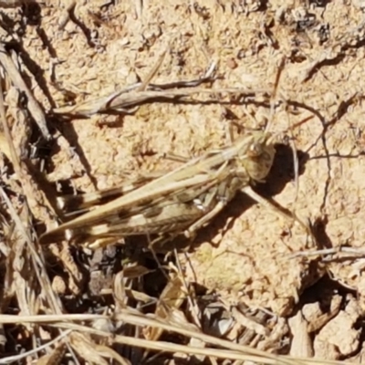 Austroicetes pusilla (Grasshopper, Locust) at Crace Grasslands - 17 Jan 2021 by tpreston