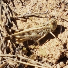 Austroicetes pusilla at Mitchell, ACT - 18 Jan 2021