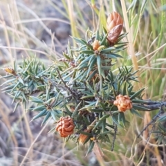 Lissanthe strigosa subsp. subulata (Peach Heath) at Mitchell, ACT - 18 Jan 2021 by trevorpreston