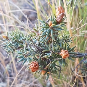 Lissanthe strigosa subsp. subulata at Mitchell, ACT - 18 Jan 2021