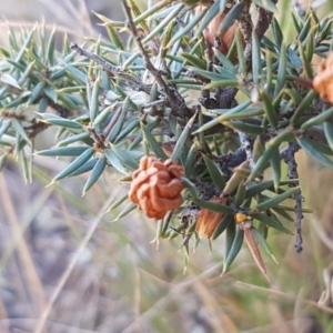 Lissanthe strigosa subsp. subulata at Mitchell, ACT - 18 Jan 2021