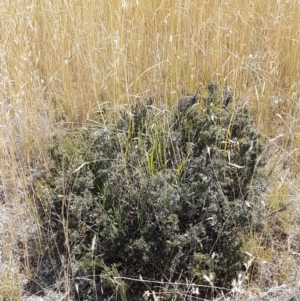 Lissanthe strigosa subsp. subulata at Mitchell, ACT - 18 Jan 2021