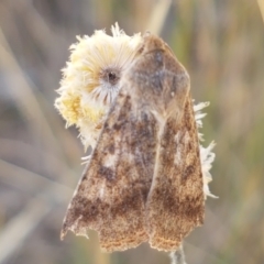 Helicoverpa (genus) (A bollworm) at Crace Grasslands - 17 Jan 2021 by tpreston