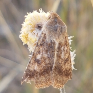 Helicoverpa (genus) at Mitchell, ACT - 18 Jan 2021