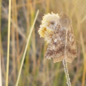 Helicoverpa (genus) at Mitchell, ACT - 18 Jan 2021