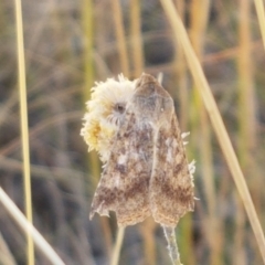 Helicoverpa (genus) at Mitchell, ACT - 18 Jan 2021