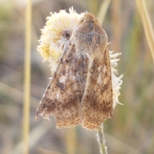 Helicoverpa (genus) at Mitchell, ACT - 18 Jan 2021