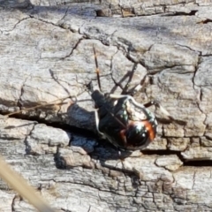 Oechalia schellenbergii (Spined Predatory Shield Bug) at Crace Grasslands - 17 Jan 2021 by tpreston
