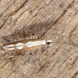 Dialectica scalariella/aemula at Melba, ACT - 5 Jan 2021 11:27 PM