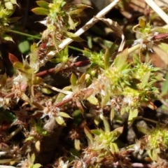 Paronychia brasiliana at Mitchell, ACT - 18 Jan 2021