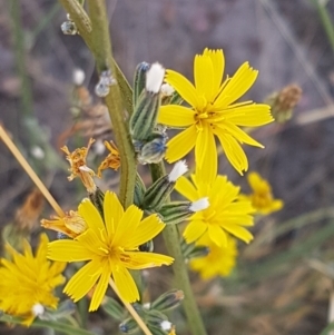 Chondrilla juncea at Mitchell, ACT - 18 Jan 2021