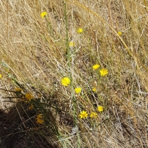 Chondrilla juncea at Mitchell, ACT - 18 Jan 2021 10:46 AM