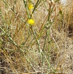 Chondrilla juncea at Mitchell, ACT - 18 Jan 2021