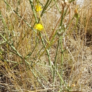 Chondrilla juncea at Mitchell, ACT - 18 Jan 2021