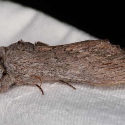 Destolmia lineata (Streaked Notodontid Moth) at Melba, ACT - 6 Jan 2021 by kasiaaus