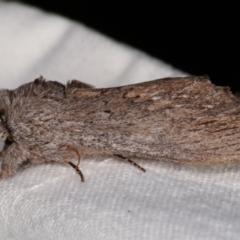 Destolmia lineata (Streaked Notodontid Moth) at Melba, ACT - 5 Jan 2021 by kasiaaus