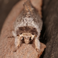 Destolmia lineata at Melba, ACT - 6 Jan 2021 12:39 AM